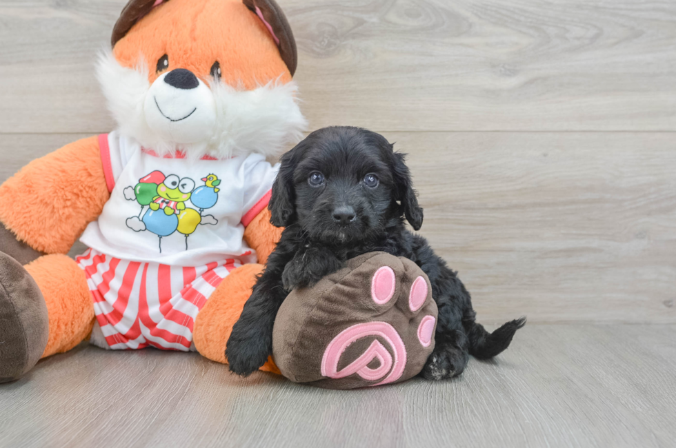 8 week old Cavapoo Puppy For Sale - Fairfield Furbabies