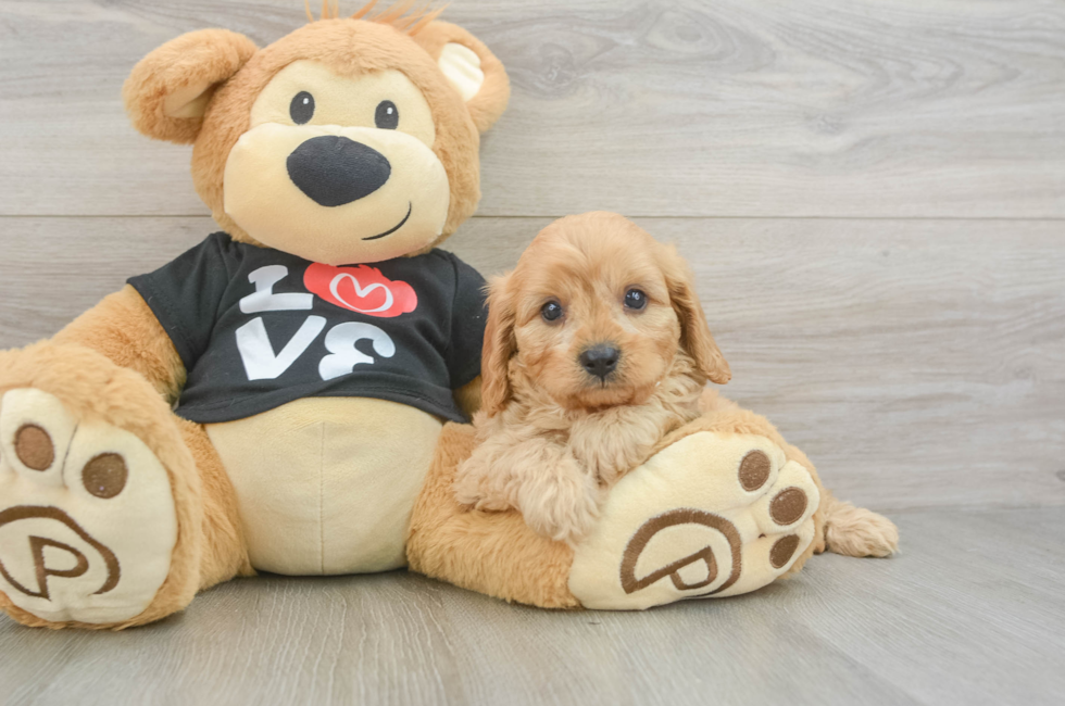 6 week old Cavapoo Puppy For Sale - Fairfield Furbabies