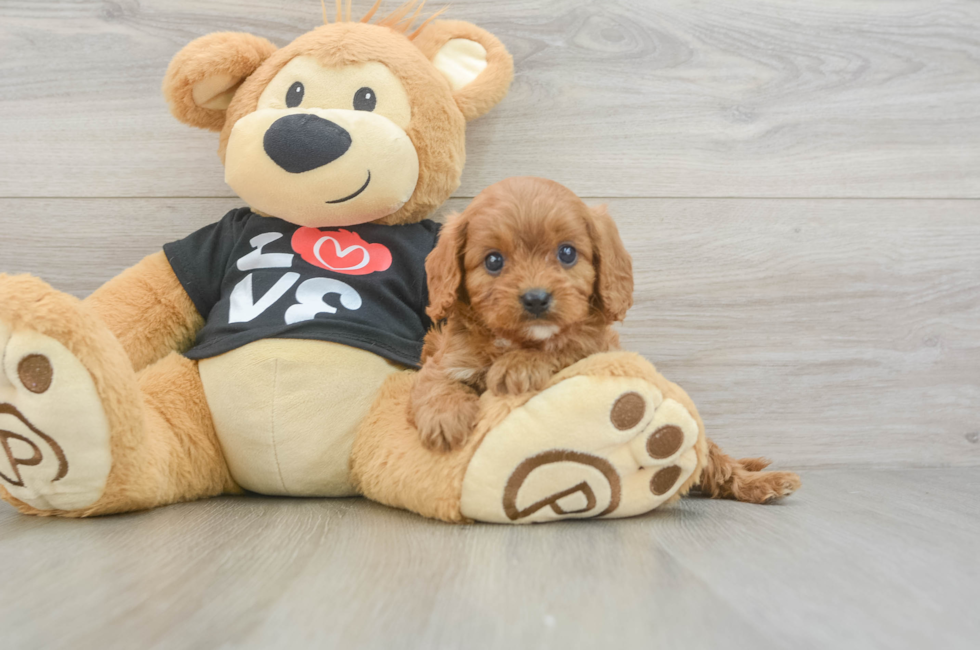 6 week old Cavapoo Puppy For Sale - Fairfield Furbabies