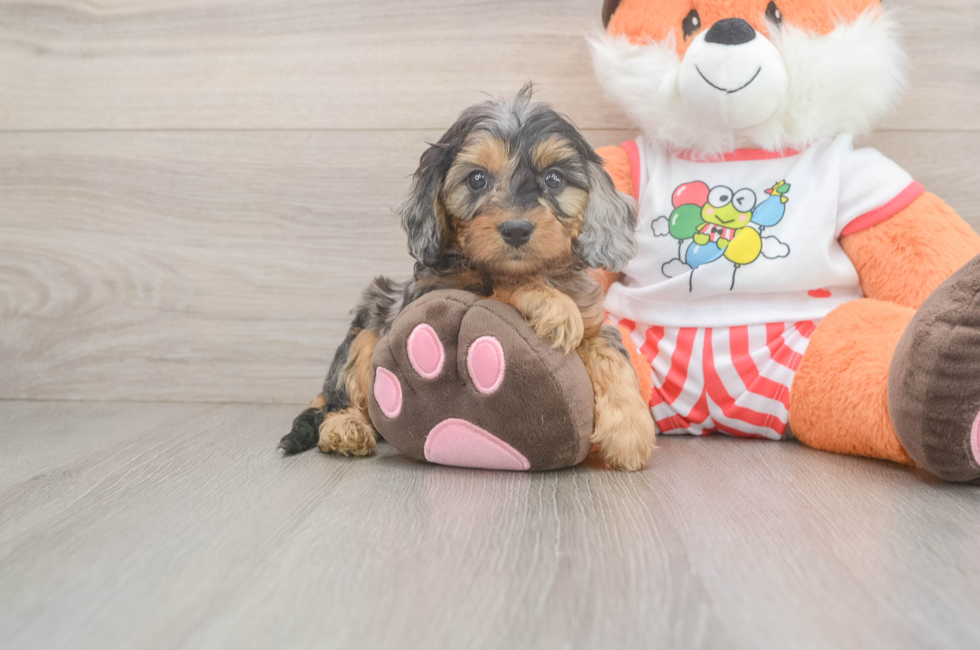 5 week old Cavapoo Puppy For Sale - Fairfield Furbabies
