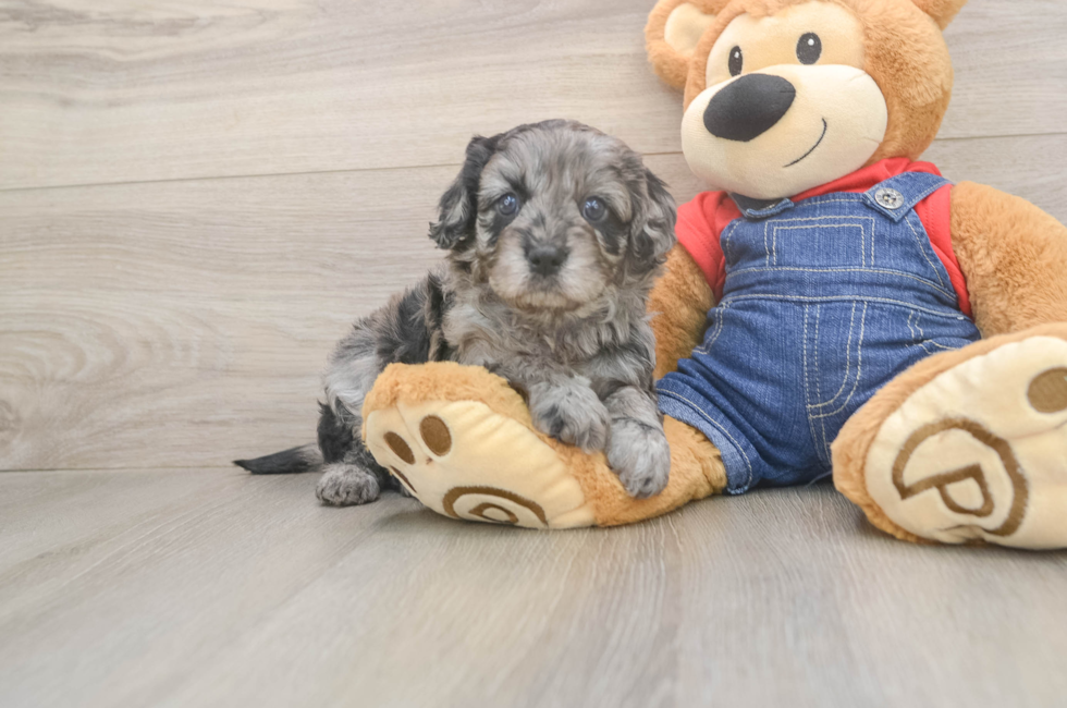 7 week old Cavapoo Puppy For Sale - Fairfield Furbabies