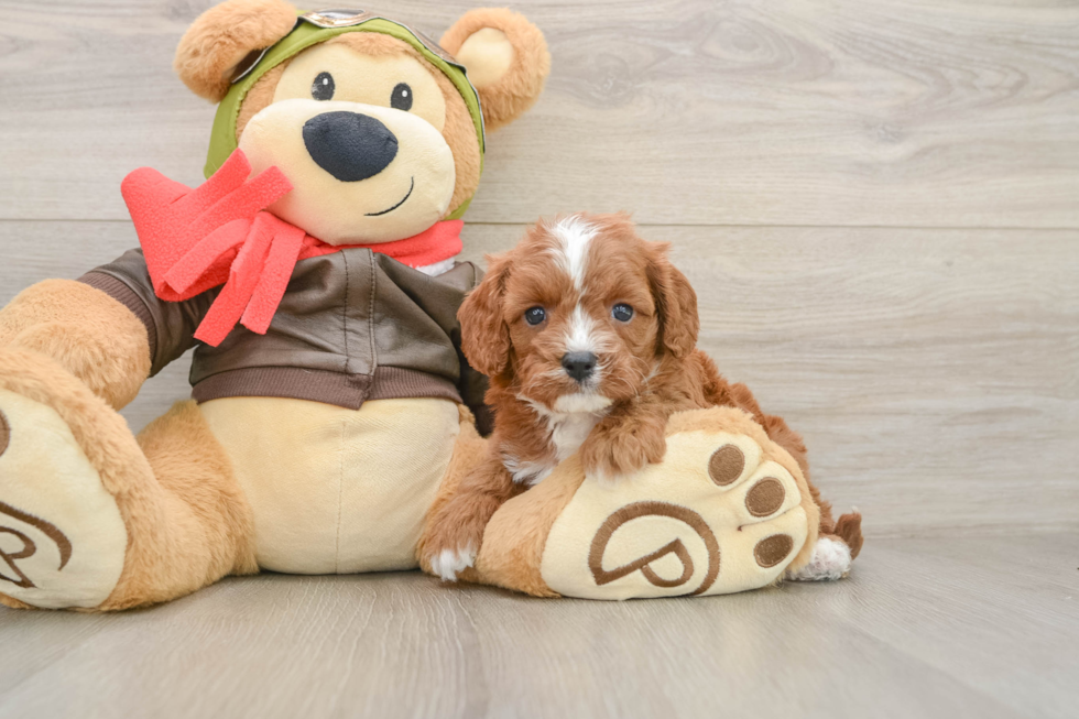 Little Cavipoo Poodle Mix Puppy