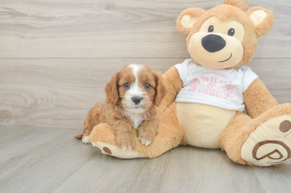 7 week old Cavapoo Puppy For Sale - Fairfield Furbabies