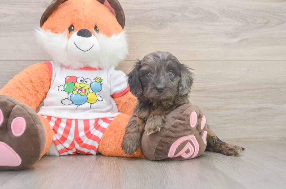 5 week old Cavapoo Puppy For Sale - Fairfield Furbabies