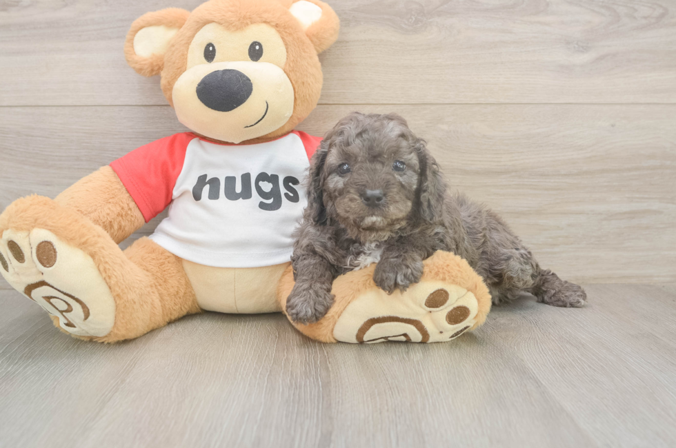 7 week old Cavapoo Puppy For Sale - Fairfield Furbabies
