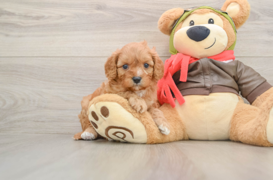 Happy Cavapoo Baby