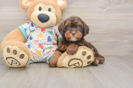 RORY, a Cavapoo littermate