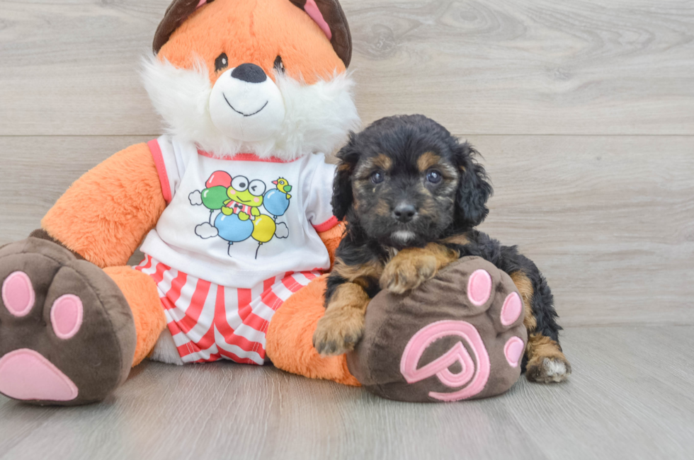 8 week old Cavapoo Puppy For Sale - Fairfield Furbabies