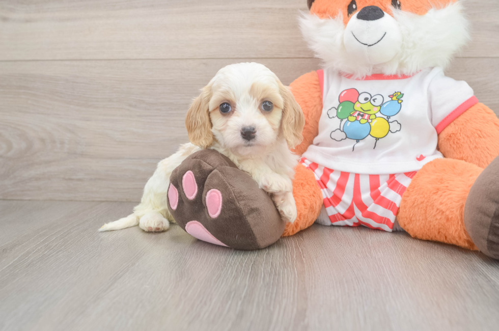5 week old Cavapoo Puppy For Sale - Fairfield Furbabies