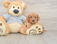8 week old Cavapoo Puppy For Sale - Fairfield Furbabies