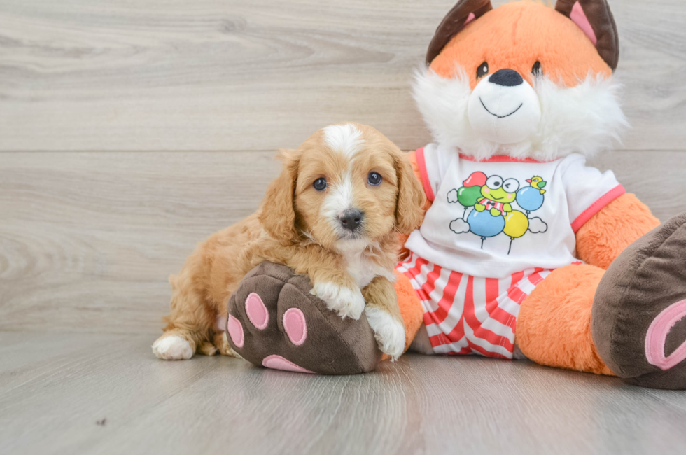 8 week old Cavapoo Puppy For Sale - Fairfield Furbabies