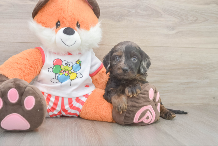 Playful Cavapoodle Poodle Mix Puppy