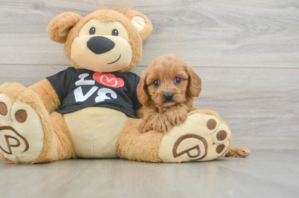6 week old Cavapoo Puppy For Sale - Fairfield Furbabies