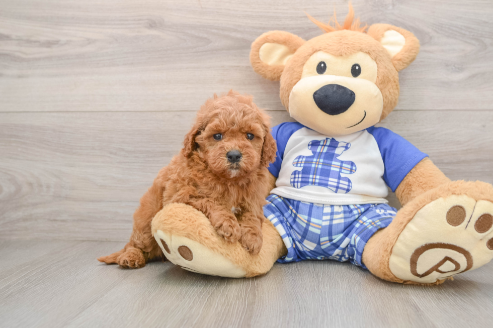 Cavapoo Pup Being Cute