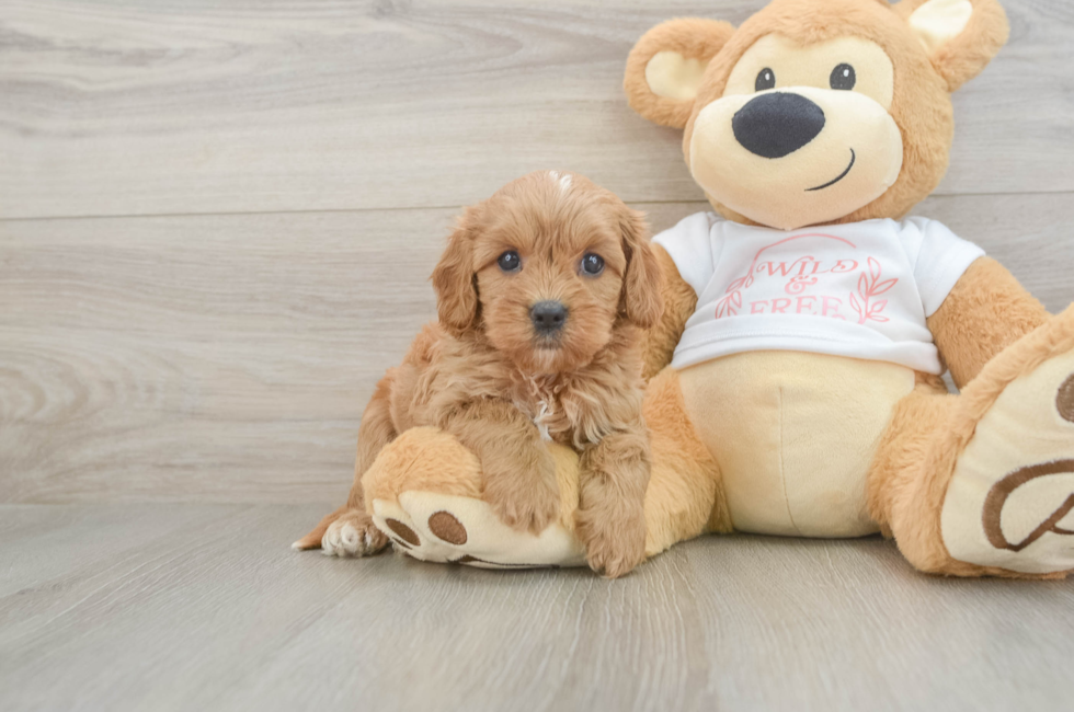 6 week old Cavapoo Puppy For Sale - Fairfield Furbabies