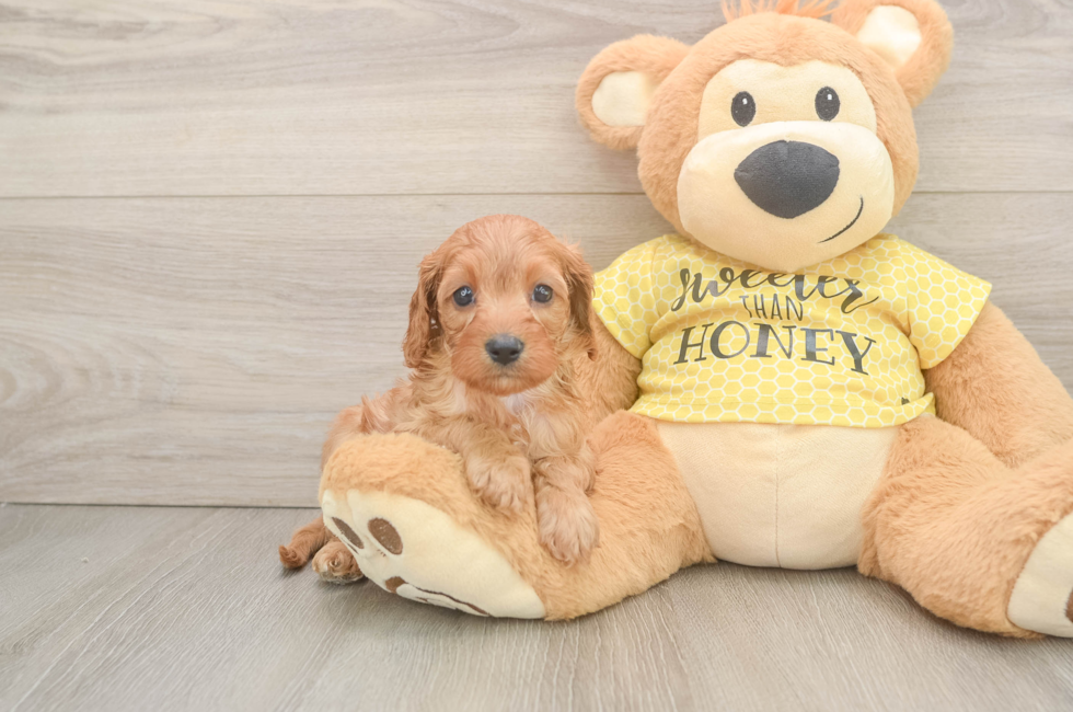 6 week old Cavapoo Puppy For Sale - Fairfield Furbabies
