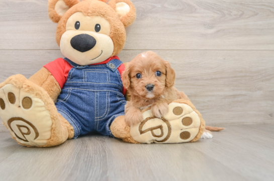 SAGE, a Cavapoo littermate