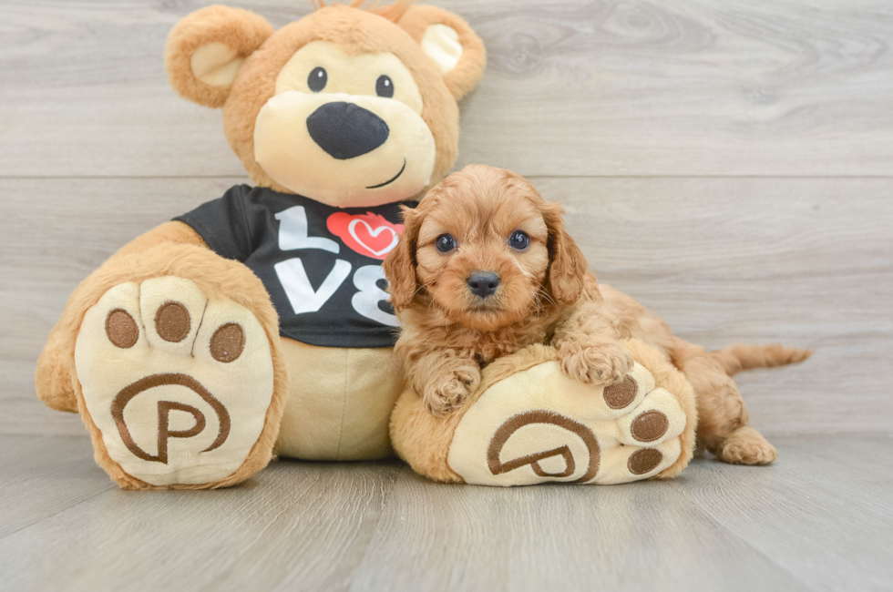 6 week old Cavapoo Puppy For Sale - Fairfield Furbabies