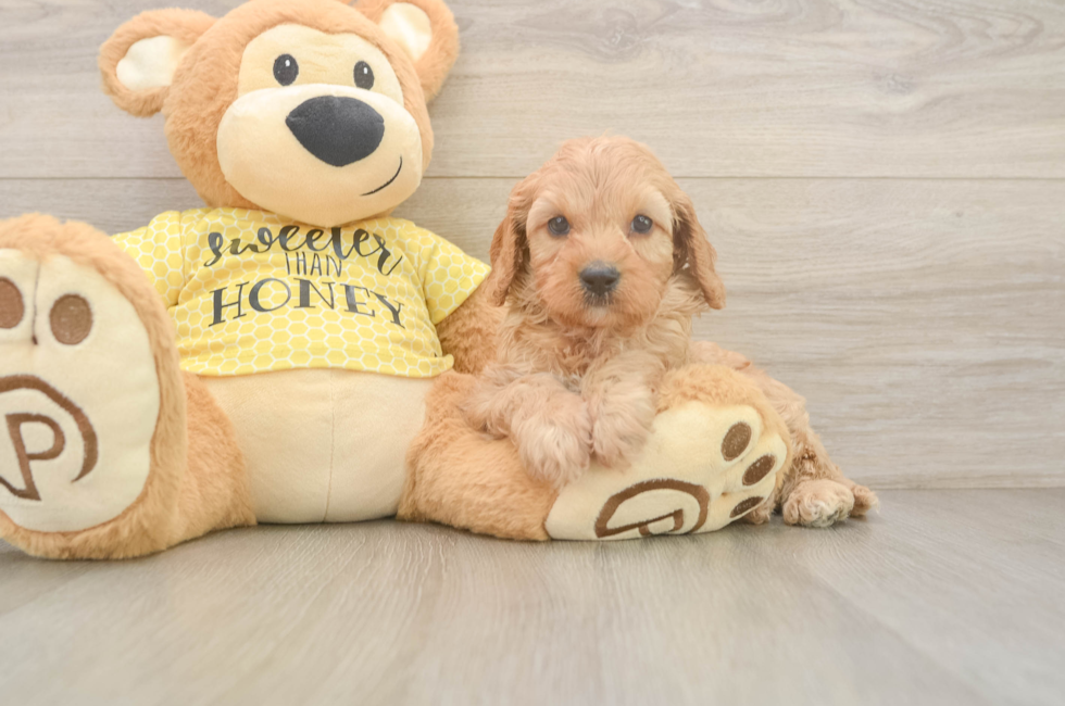 6 week old Cavapoo Puppy For Sale - Fairfield Furbabies