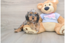 Best Cavapoo Baby