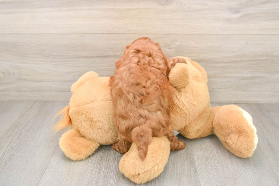 Playful Cavapoodle Poodle Mix Puppy