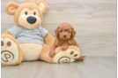 Little Cavipoo Poodle Mix Puppy