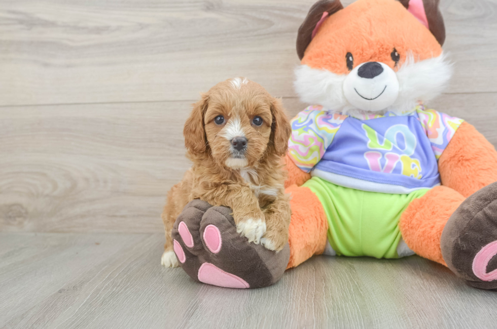 6 week old Cavapoo Puppy For Sale - Fairfield Furbabies
