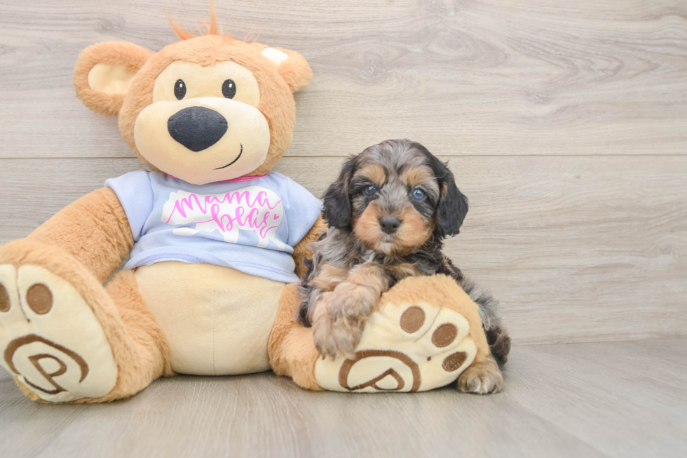 Playful Cavapoodle Poodle Mix Puppy