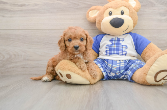 SERENA, a Cavapoo littermate