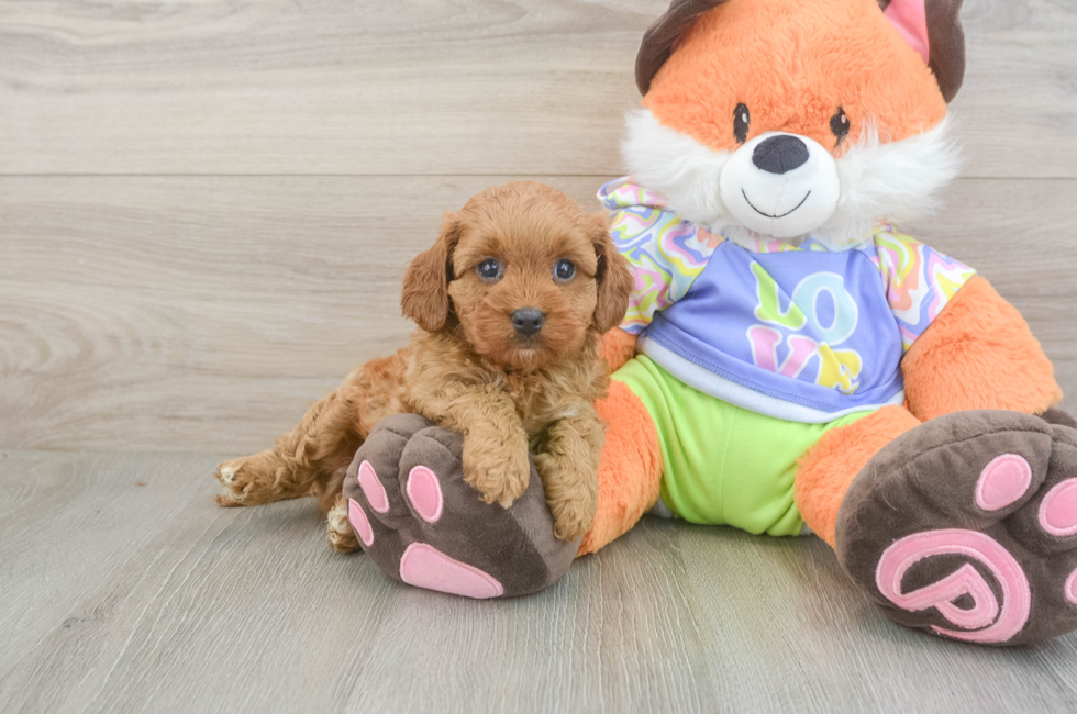 6 week old Cavapoo Puppy For Sale - Fairfield Furbabies