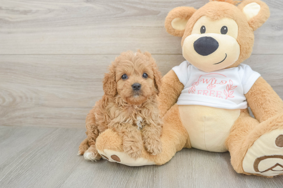 6 week old Cavapoo Puppy For Sale - Fairfield Furbabies