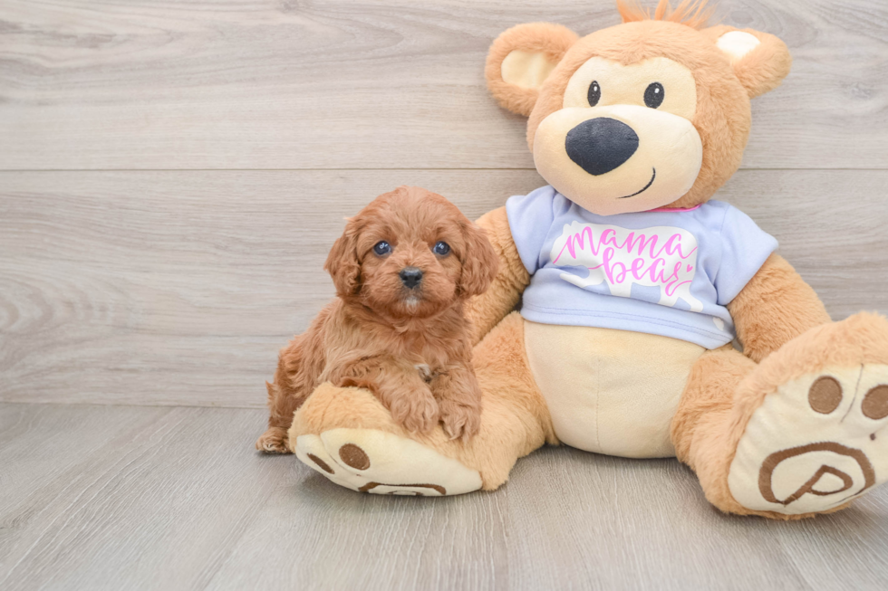 Smart Cavapoo Poodle Mix Pup