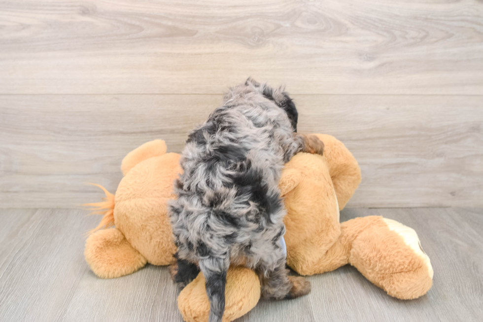 Cavapoo Puppy for Adoption