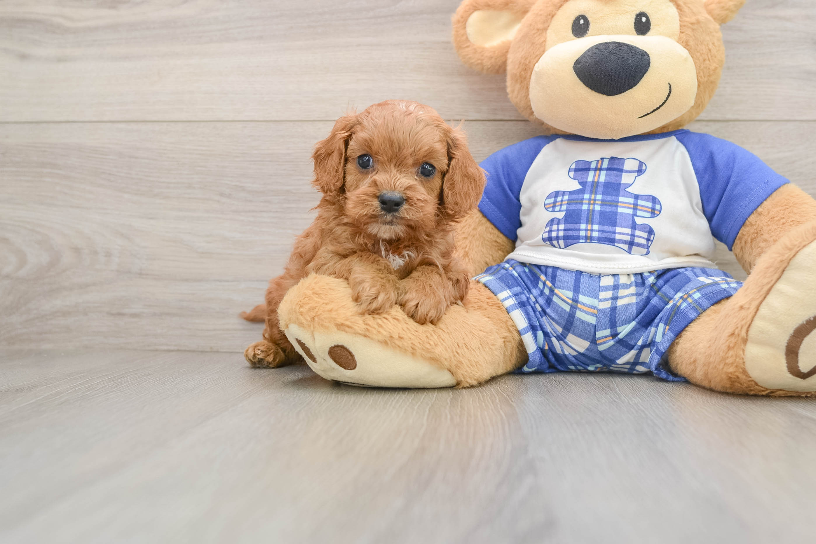 Best Cavapoo Baby
