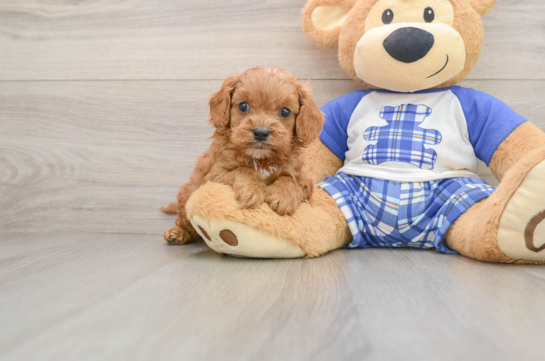 SIDEKICK, a Cavapoo littermate