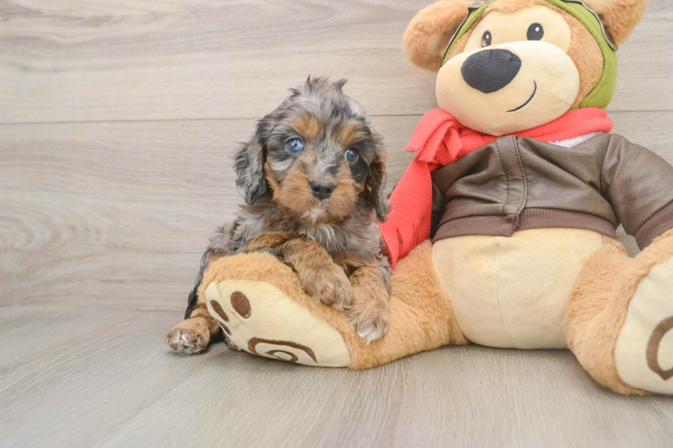 Best Cavapoo Baby