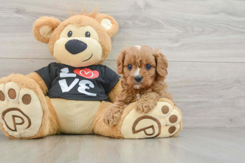 6 week old Cavapoo Puppy For Sale - Fairfield Furbabies