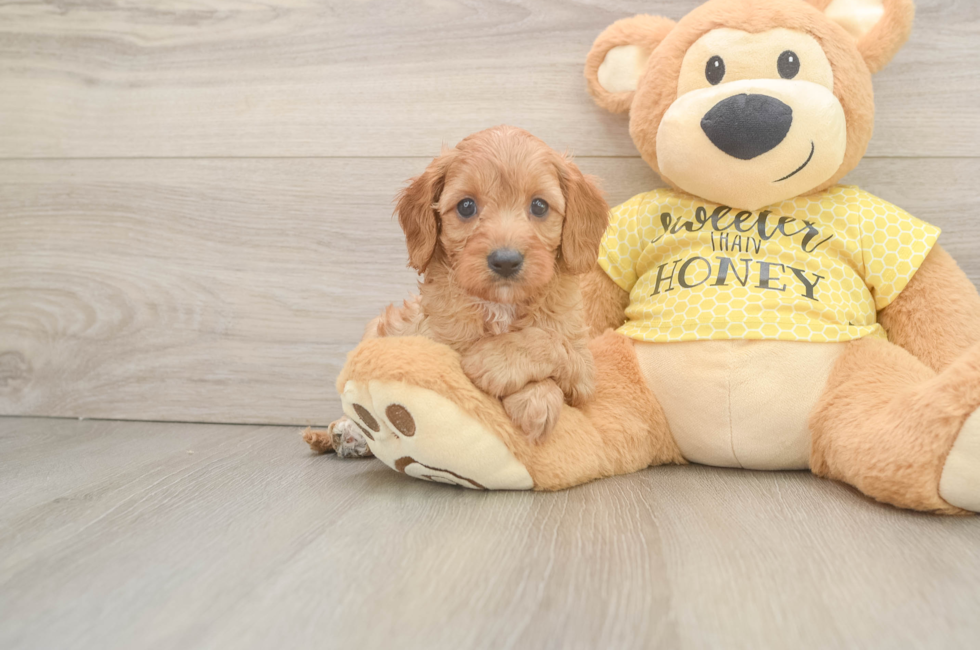 6 week old Cavapoo Puppy For Sale - Fairfield Furbabies