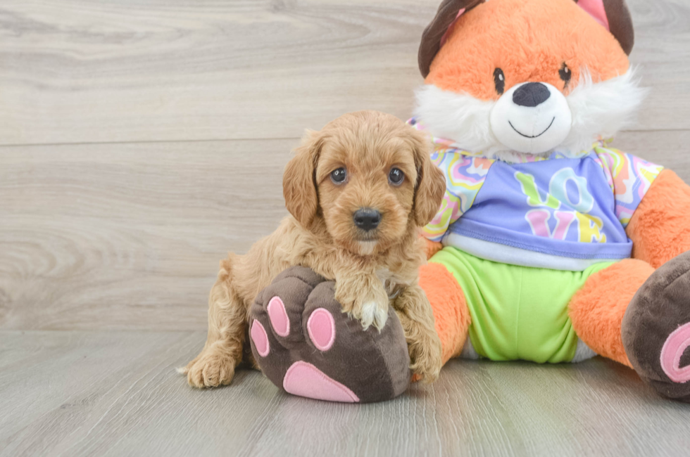 6 week old Cavapoo Puppy For Sale - Fairfield Furbabies
