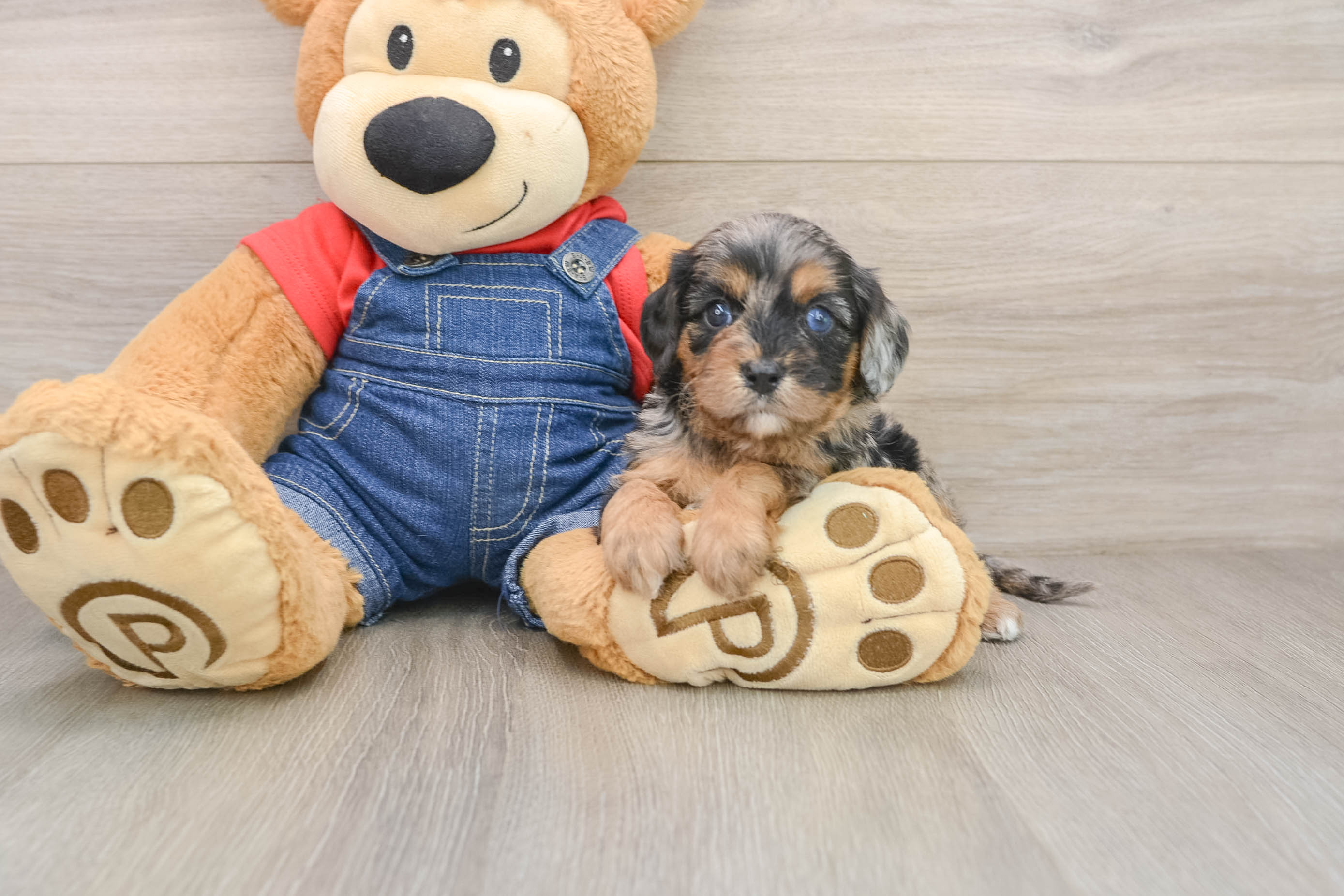 Best Cavapoo Baby