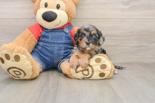 SPICY, a Cavapoo littermate