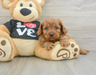 8 week old Cavapoo Puppy For Sale - Fairfield Furbabies