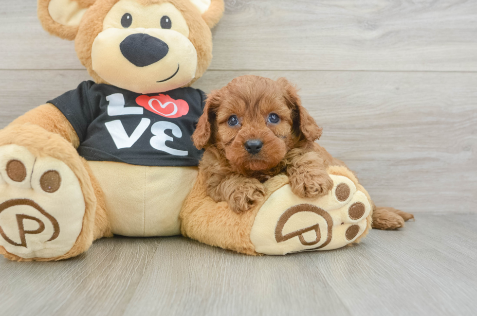 6 week old Cavapoo Puppy For Sale - Fairfield Furbabies