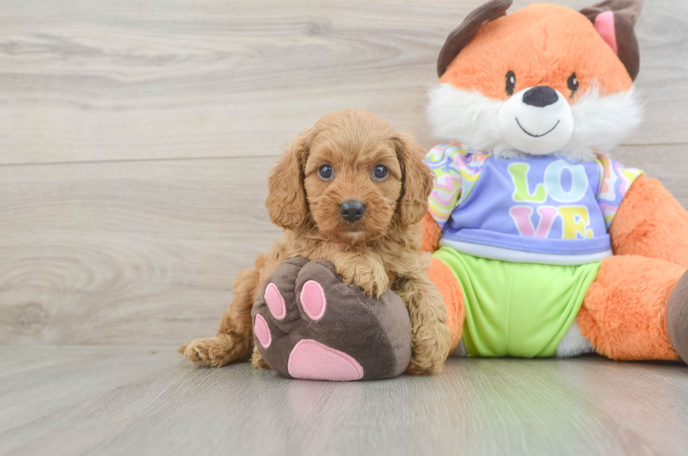 6 week old Cavapoo Puppy For Sale - Fairfield Furbabies