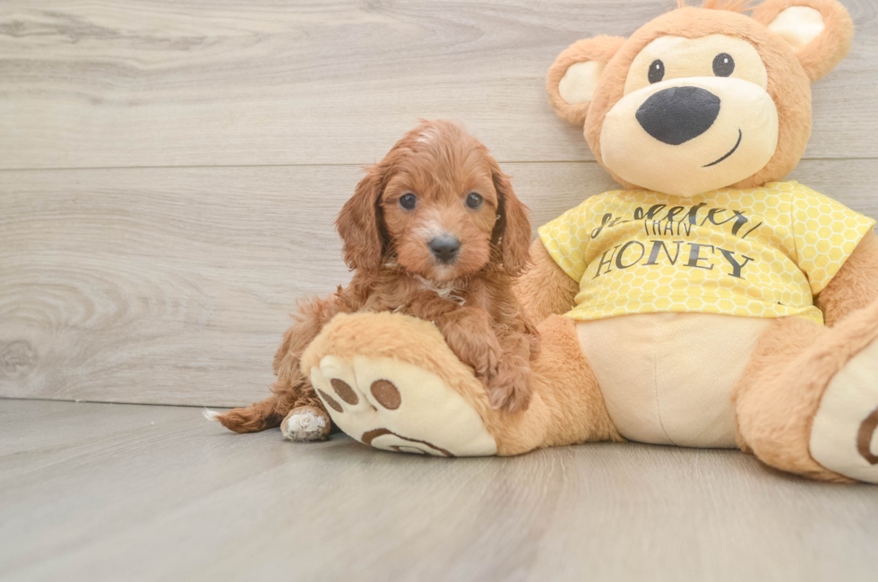 6 week old Cavapoo Puppy For Sale - Fairfield Furbabies