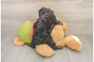Best Cavapoo Baby