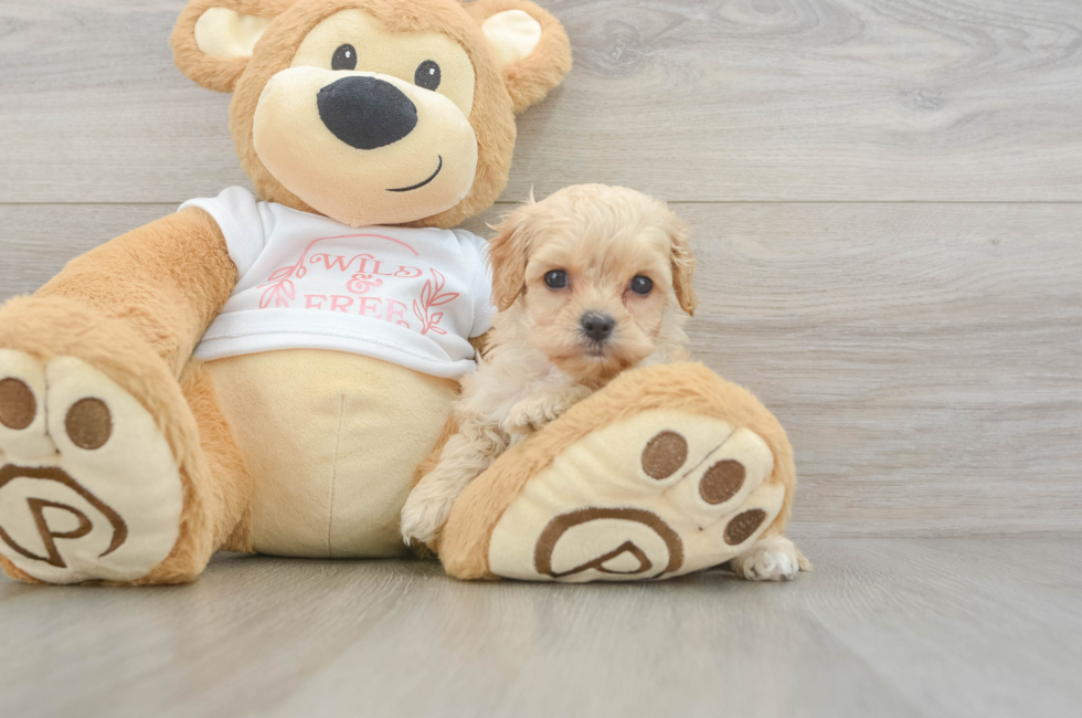 6 week old Cavapoo Puppy For Sale - Fairfield Furbabies