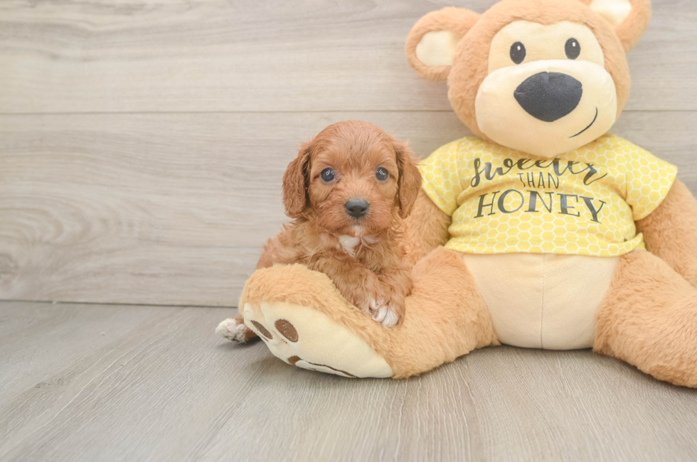 6 week old Cavapoo Puppy For Sale - Fairfield Furbabies