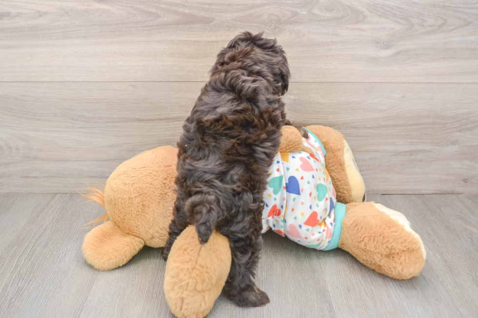 Cavapoo Puppy for Adoption