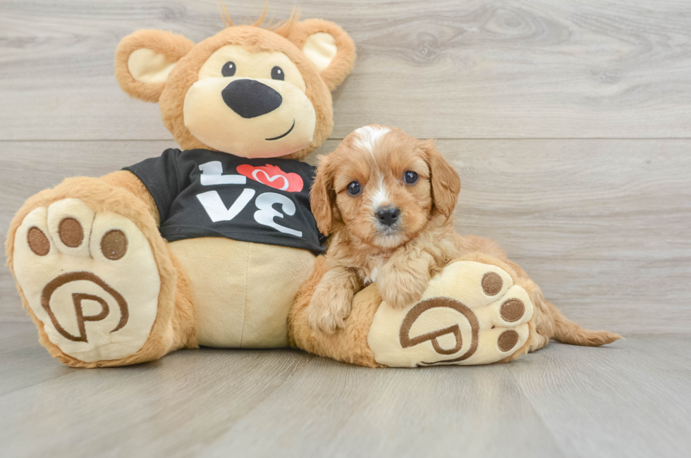 6 week old Cavapoo Puppy For Sale - Fairfield Furbabies